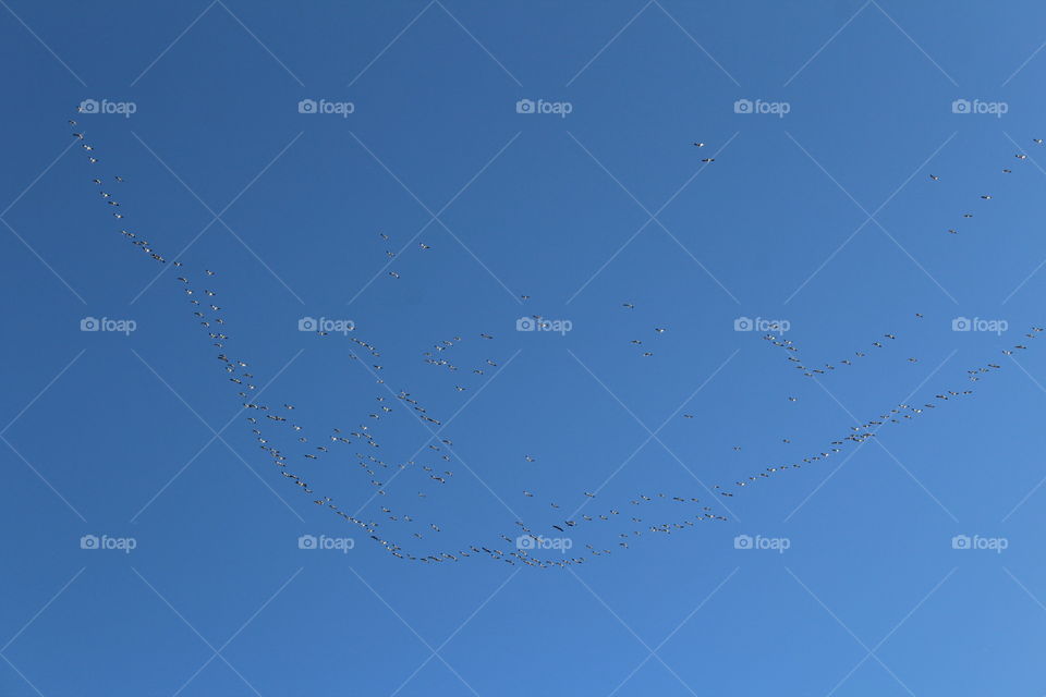 flock of birds