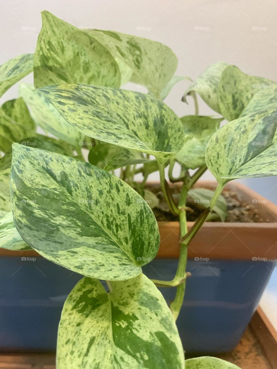 Indoor plant