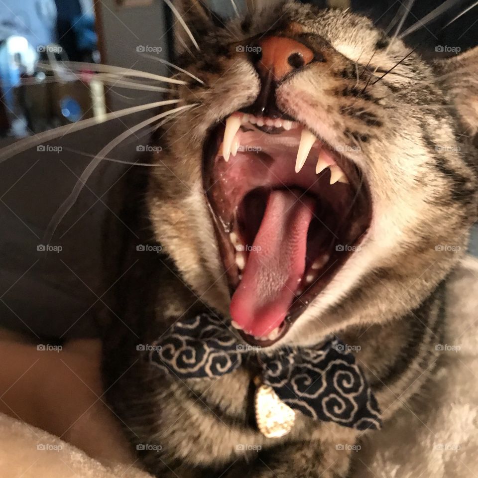 Cat Yawning 