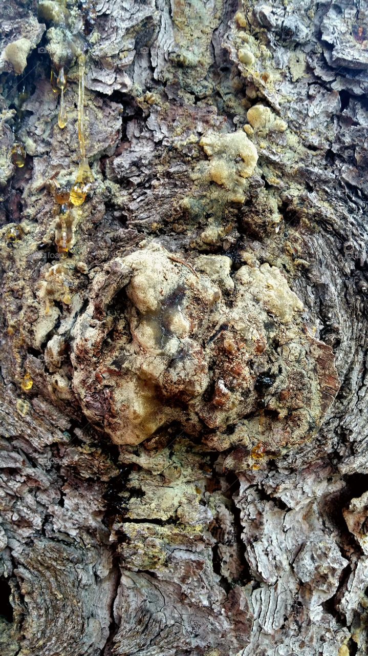 Close-up of Sappy Tree