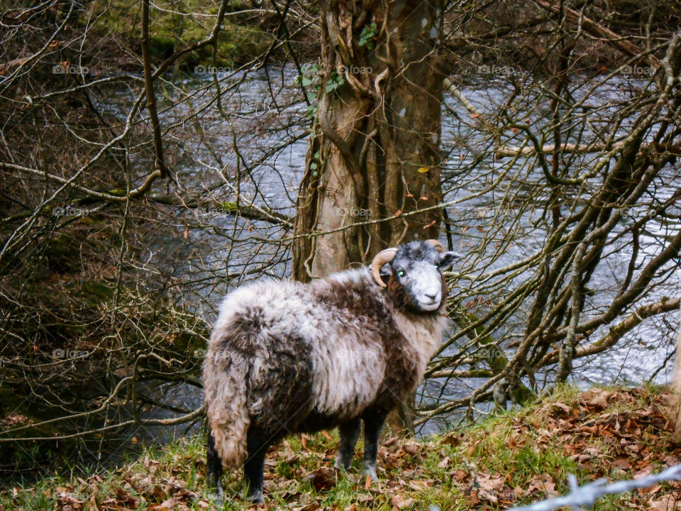 A sheep with glowing eyes by a river