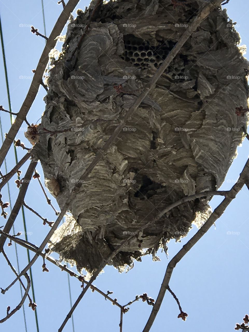 Beehive in a tree 