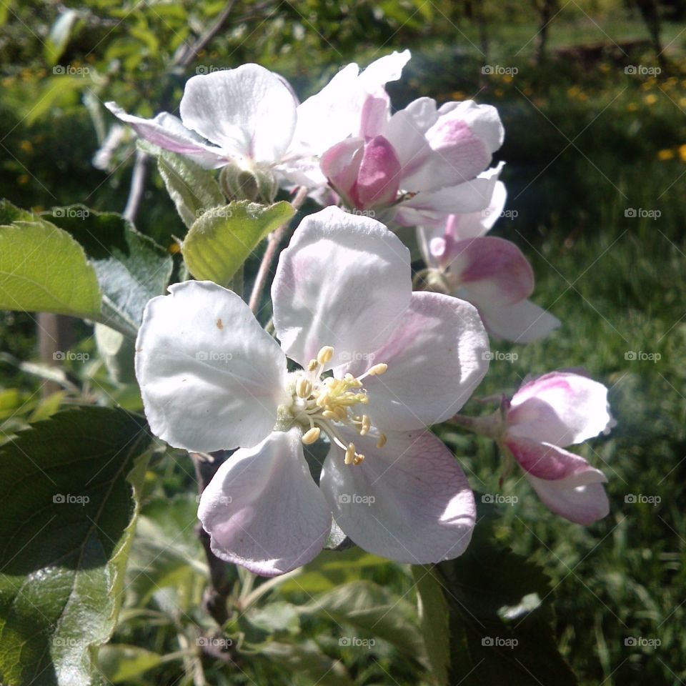 Apple-tree