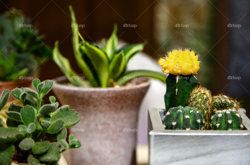 Cactus Succulent. Plant 