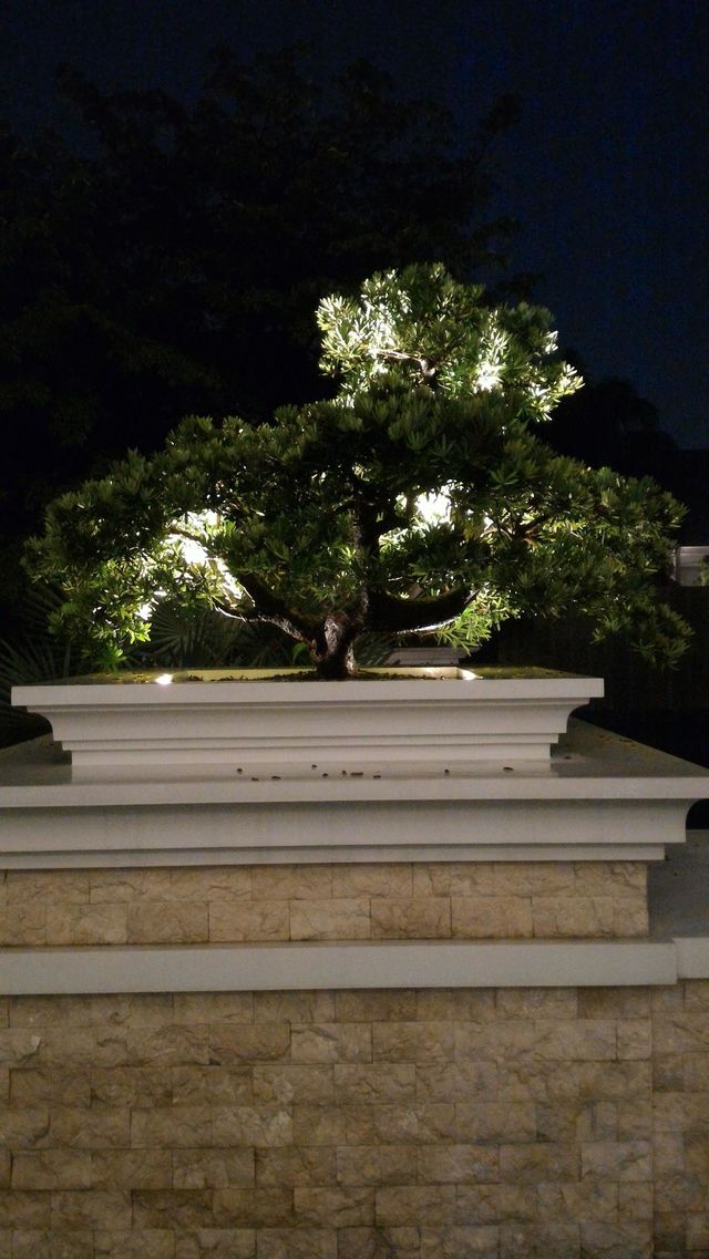 bonsai trees, small bonsai pots, outdoor lights, garden lights, bonsai tree lights, home garden light