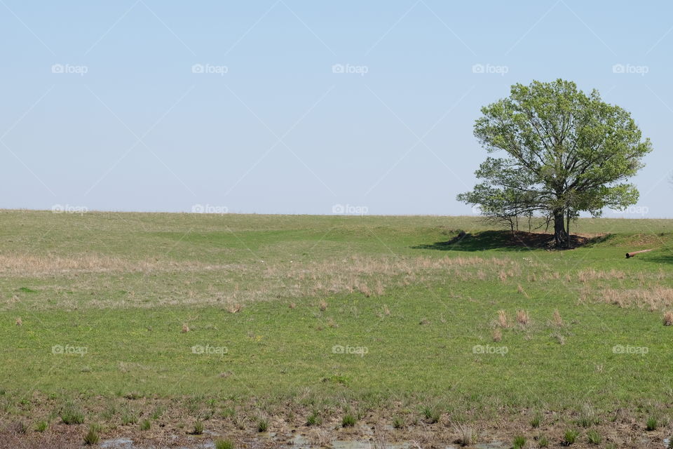 Scenic view of grassy landscape
