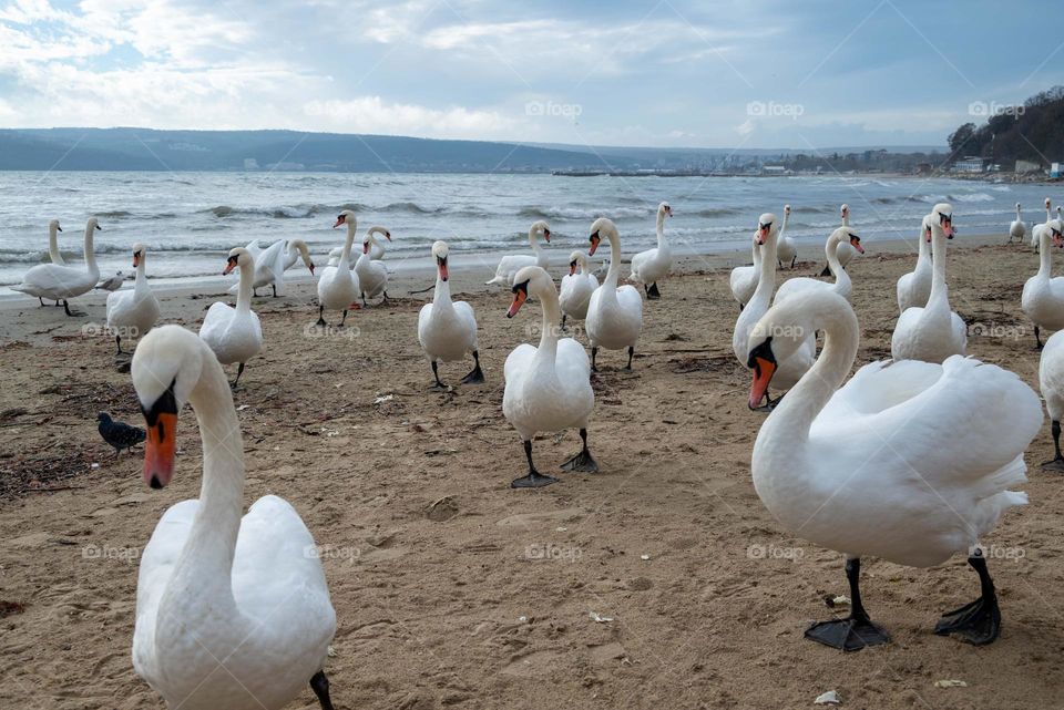 Swans on the beach