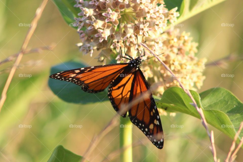 Butterfly, Nature, Insect, No Person, Outdoors