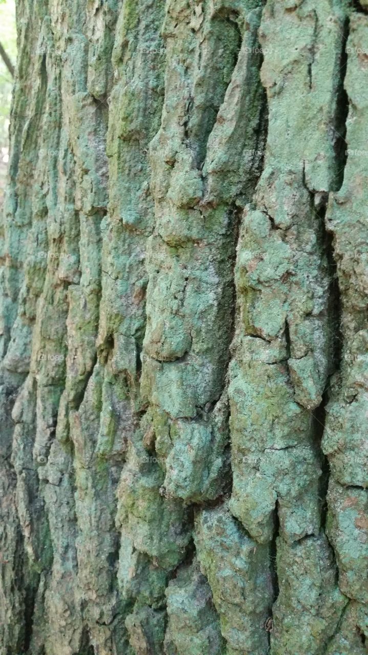tree bark