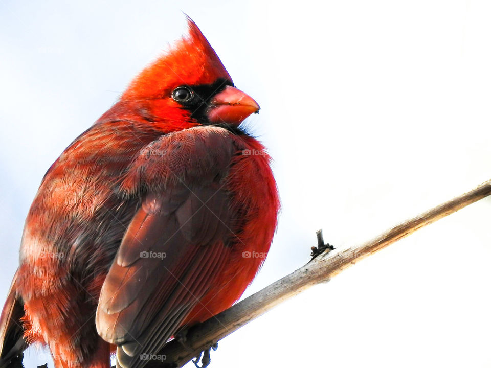 Northern Cardinal Profile On White Background