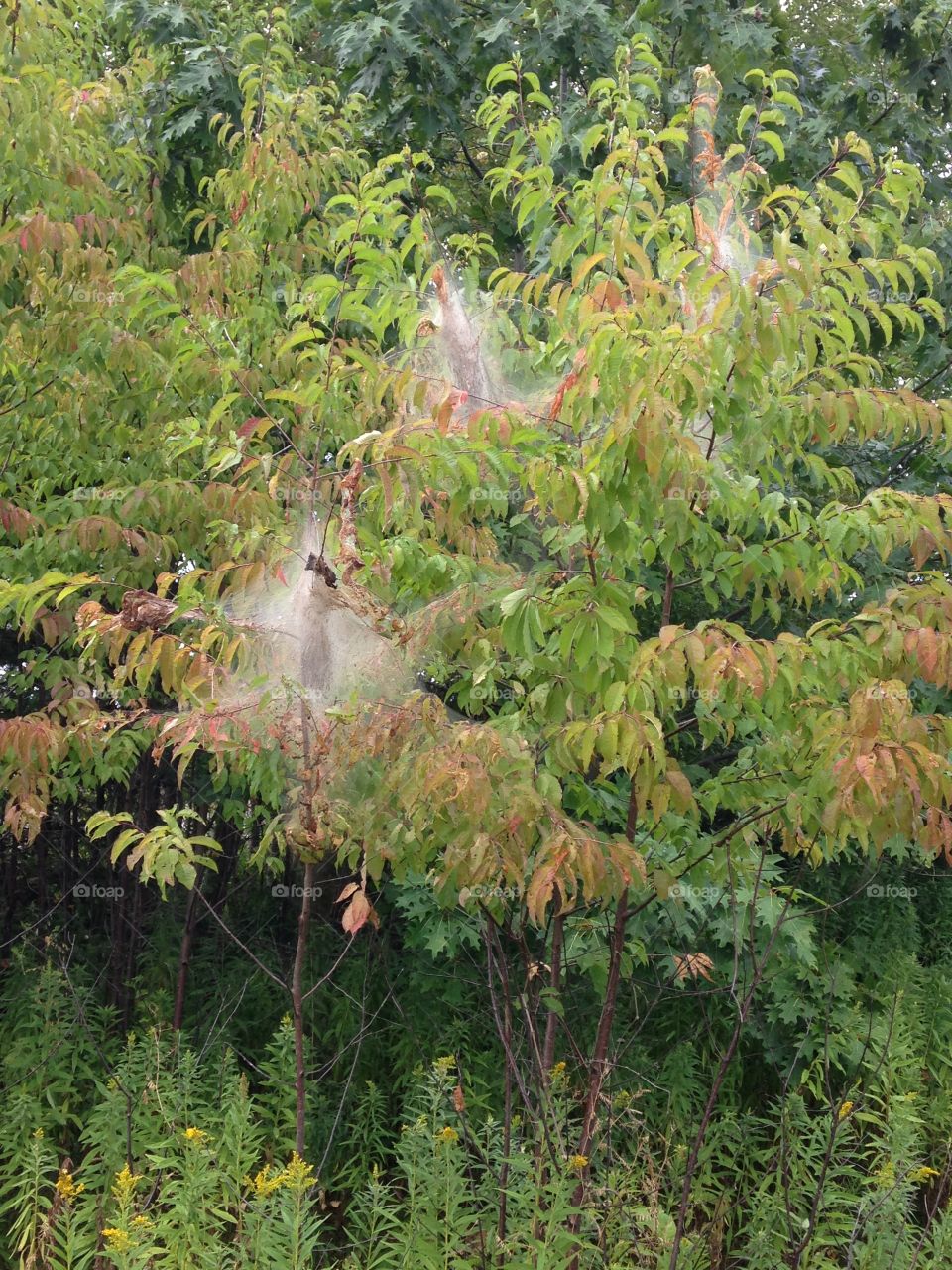 Spiderweb . Spiderweb in the trees 