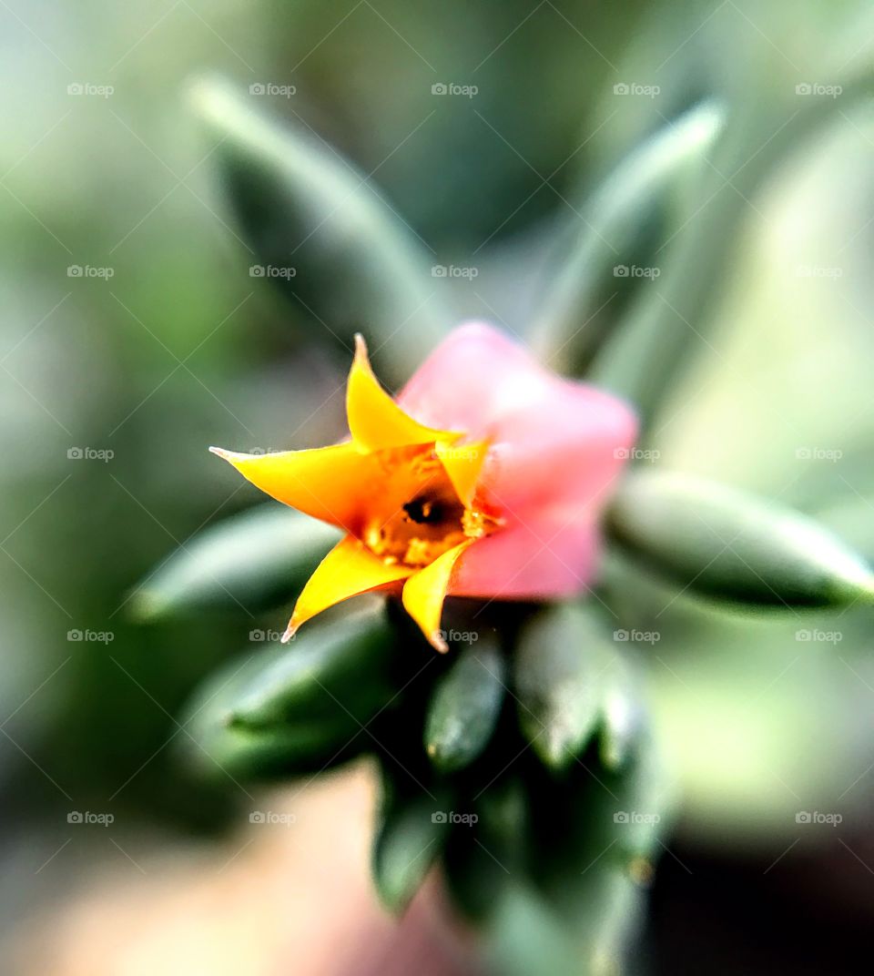 Flowering Succulent