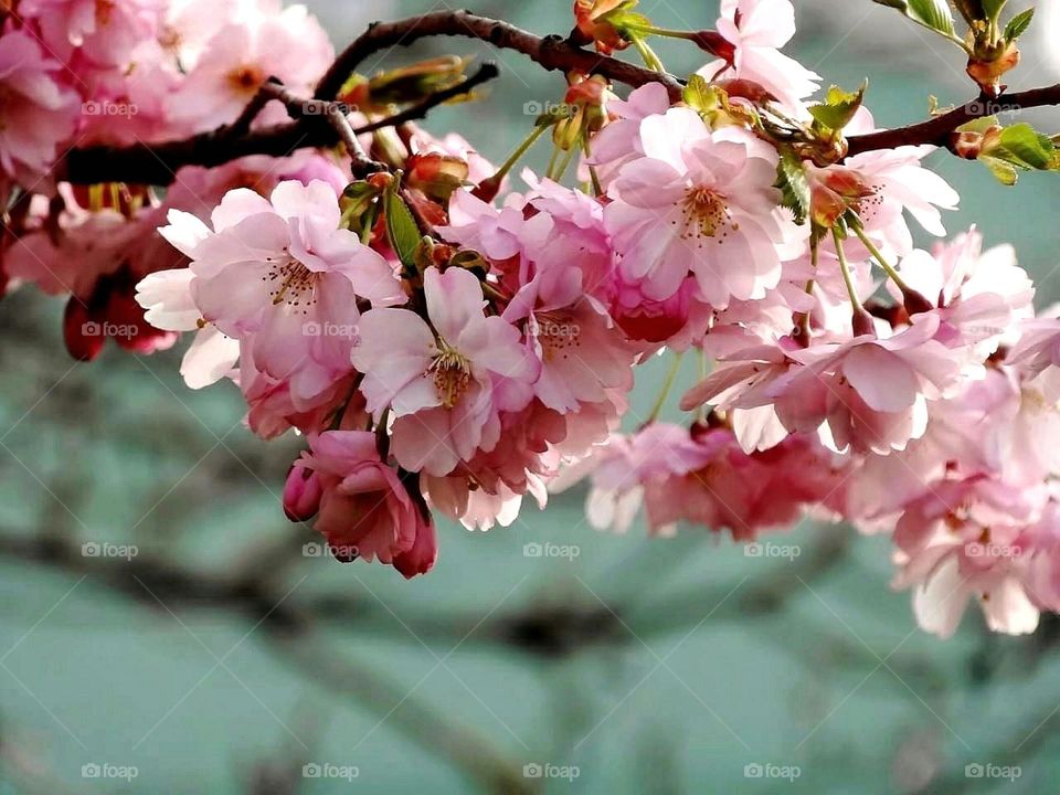 Cherry blossoms