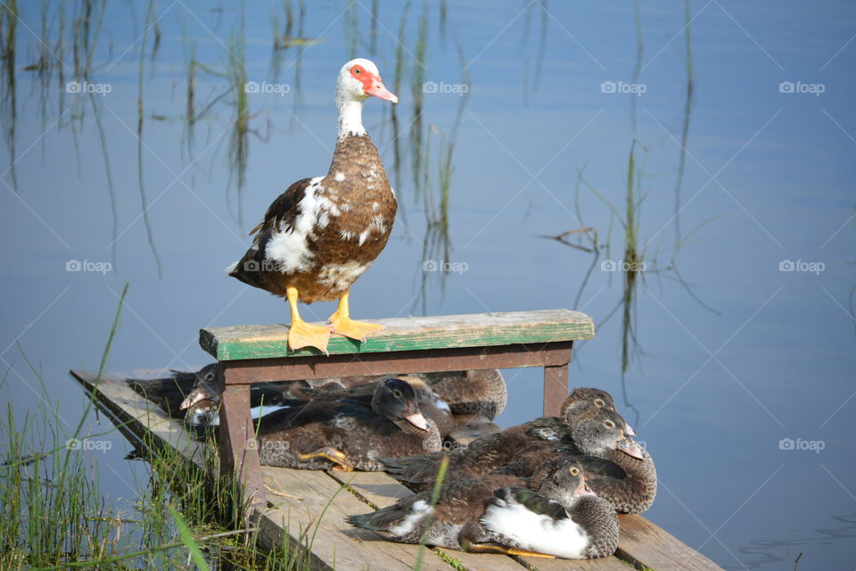 Duck family