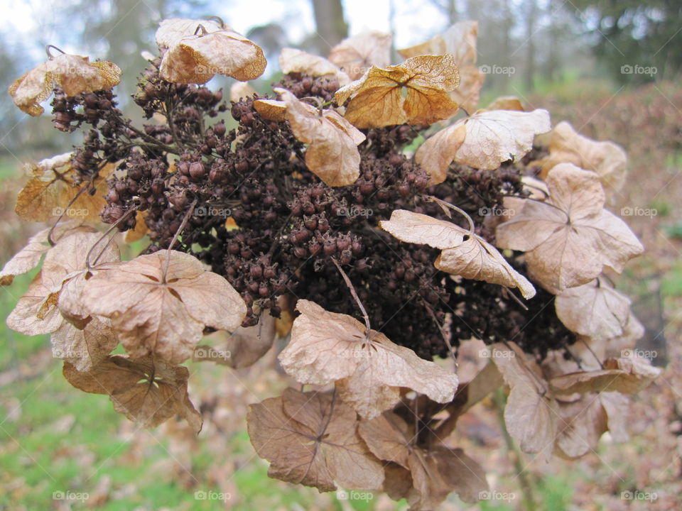 Nature, Leaf, Flora, Fall, Season