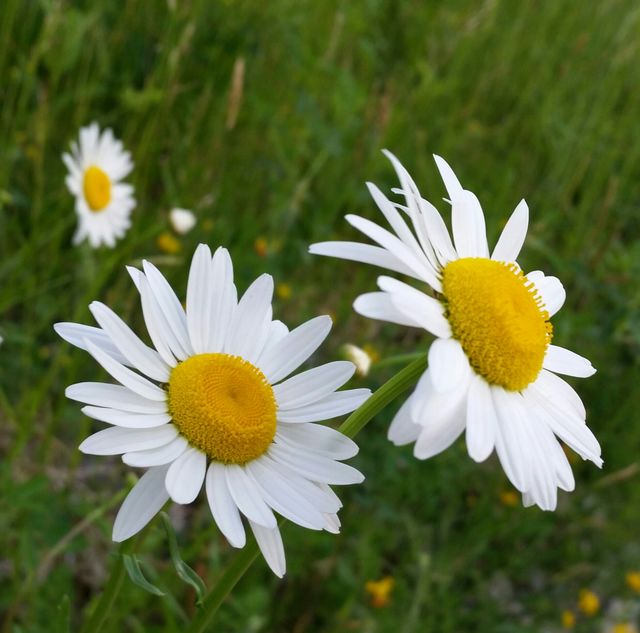 Daisies 