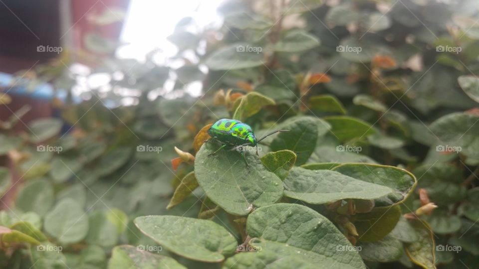 Bug. Insect in natural