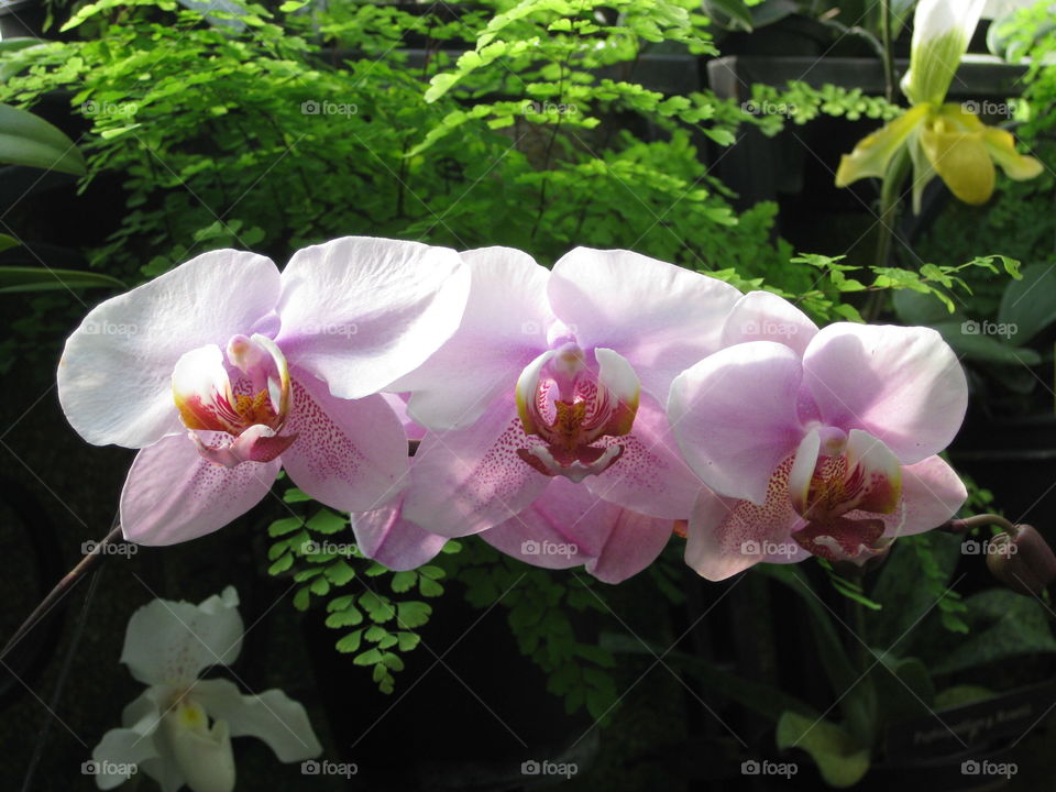 Three Orchids