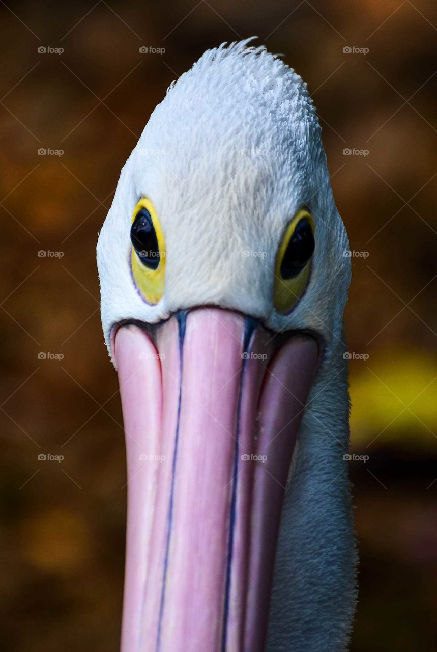 Head Of Pelican