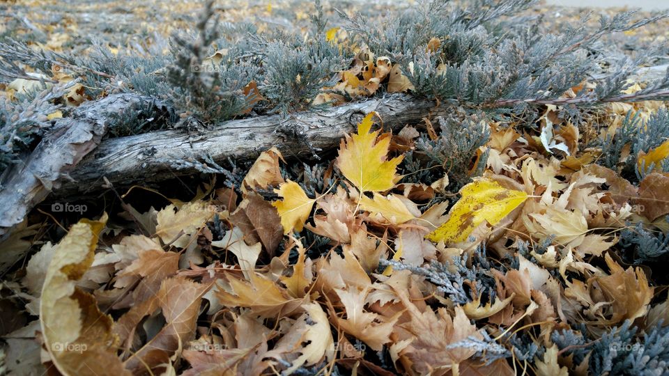 leaves in the underbrush