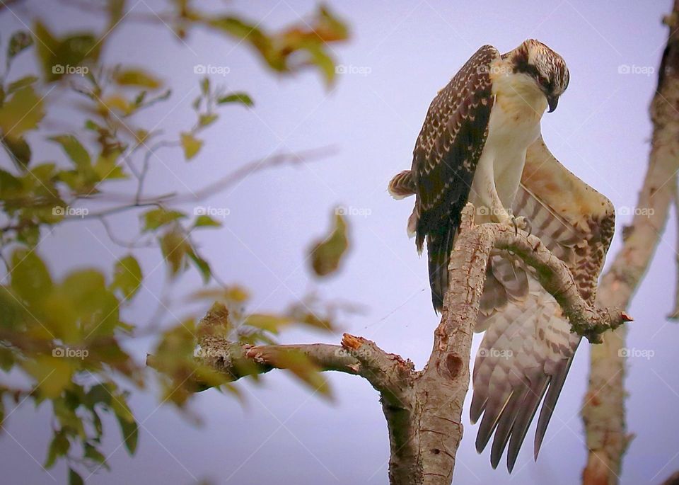 Perched high in a tree, a juvenile osprey shakes and stretches its wings after a hunt 