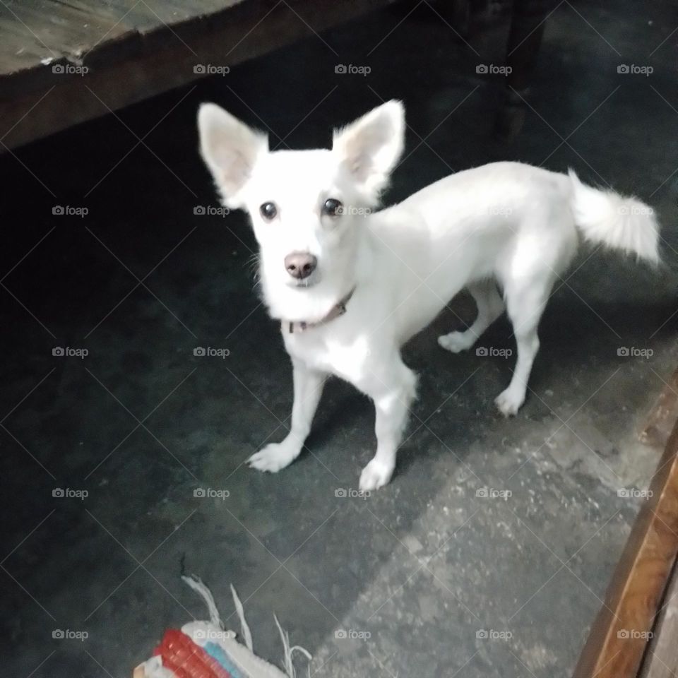 white dog