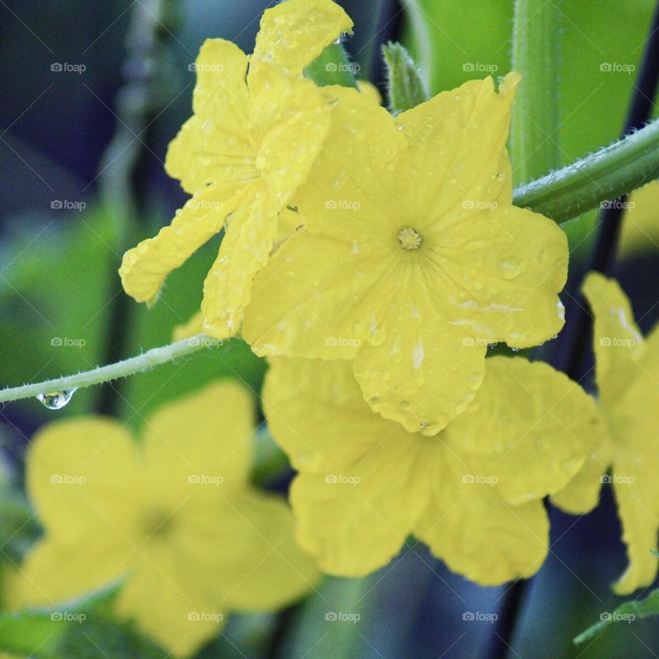 Cucumber Blossom 