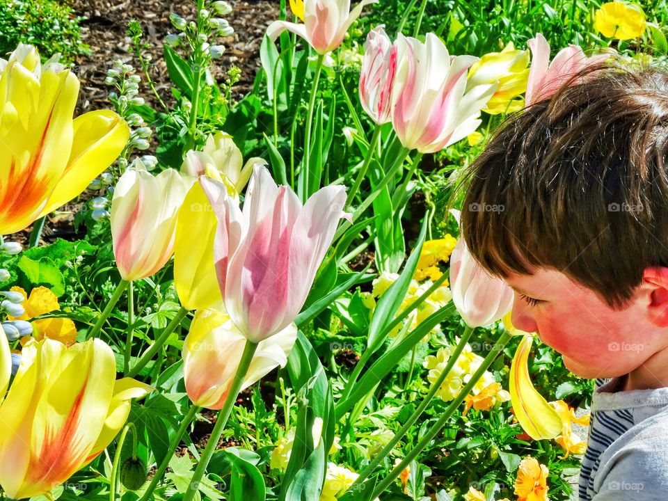 Picking Tulips In The Garden