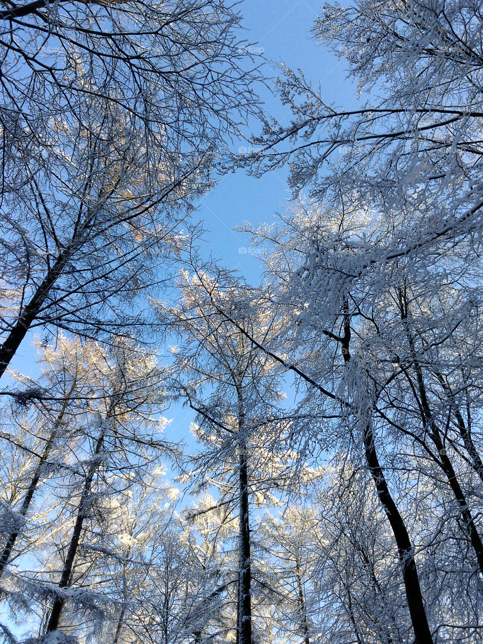 Bright winter sky