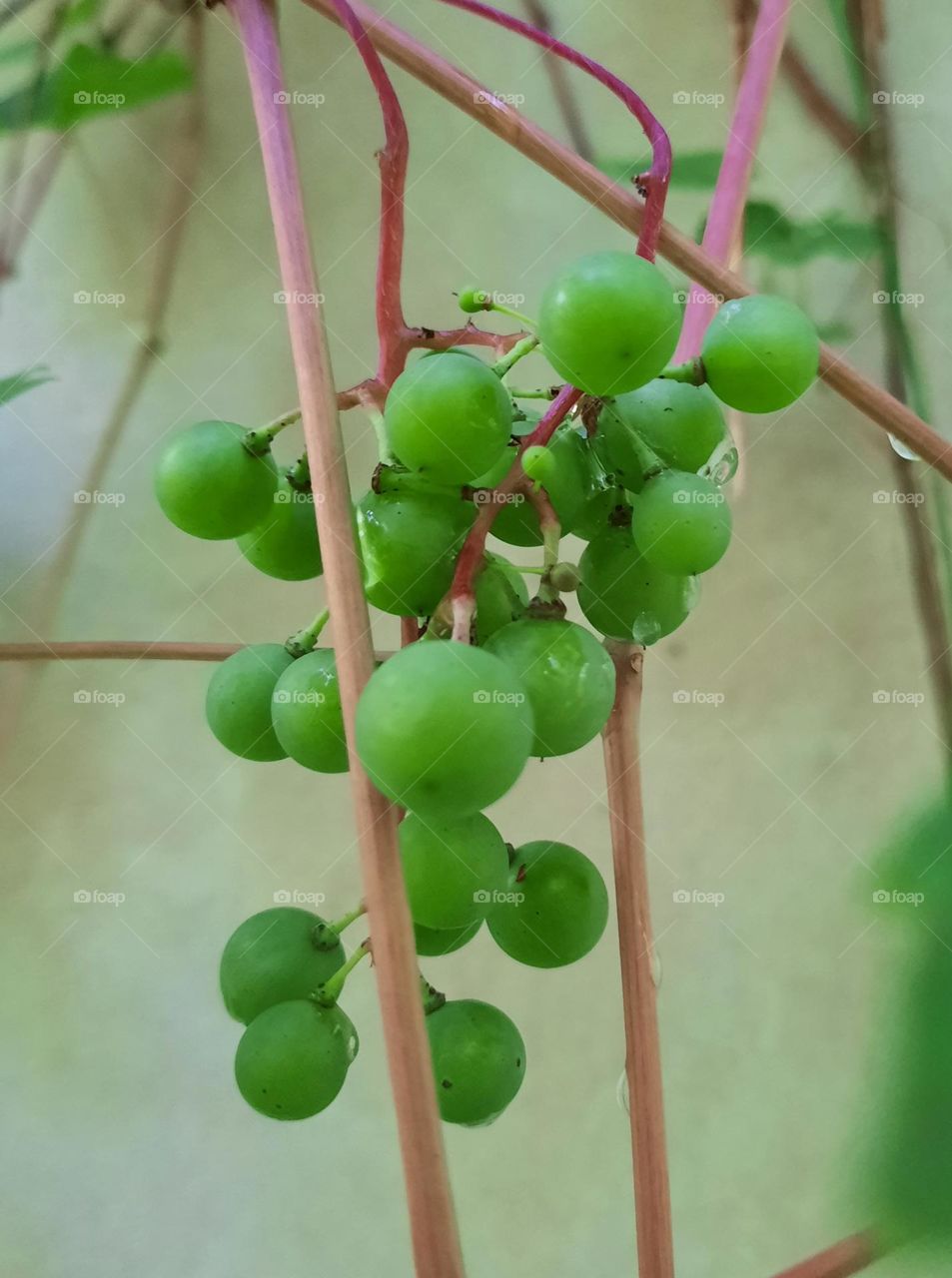 green grapes and pink twigs against wall