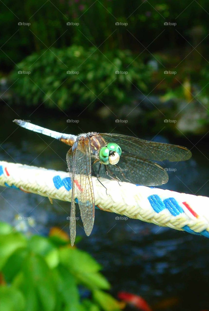 Dragonfly closeup over pond sitting on white rope.