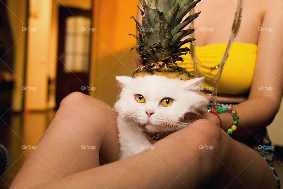 Cat as an pineapple