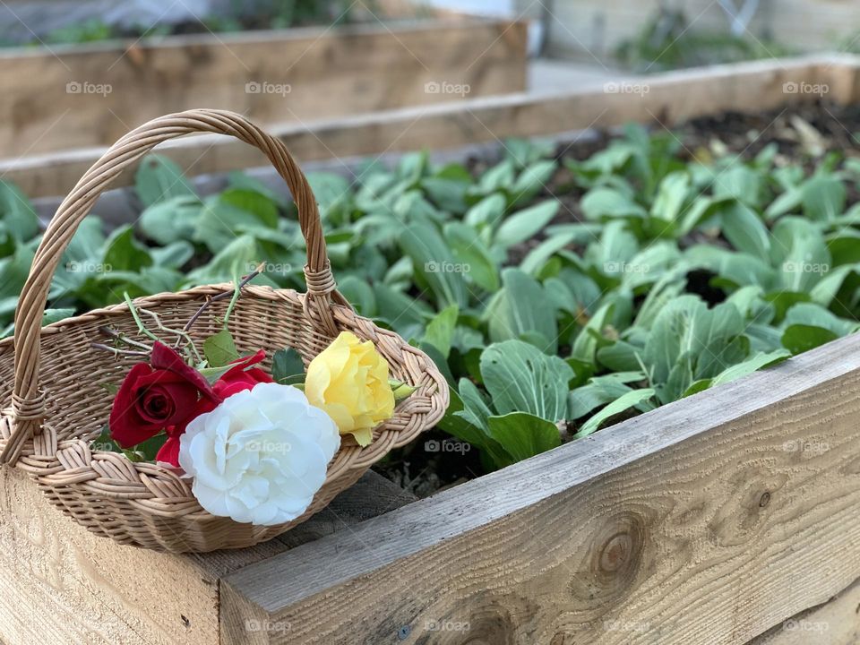 Rose in vegetables garden