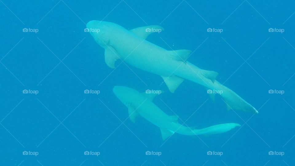 Baby shark with mother in Maldives