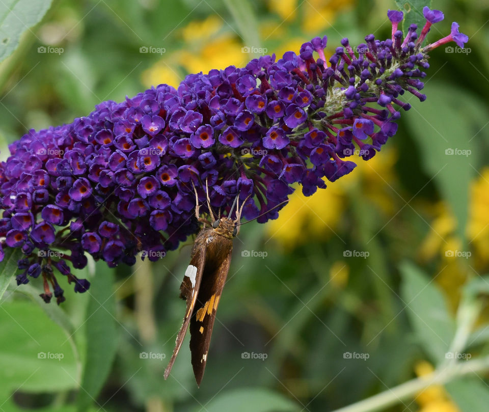 Moth gathering pollen on a butterfly flower