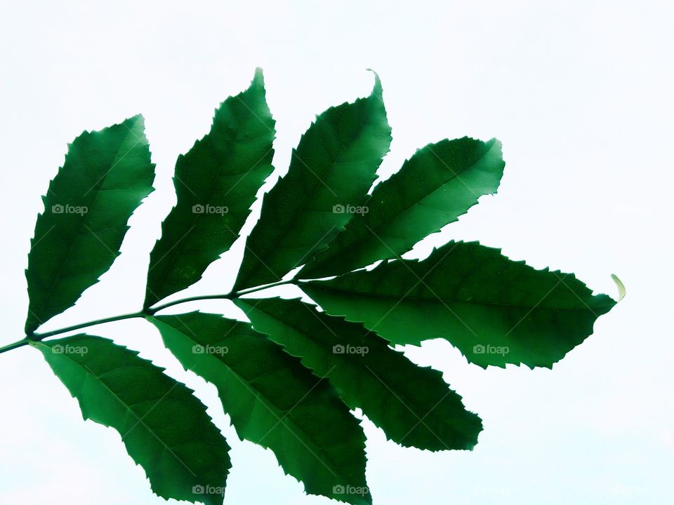 Natural Green leaf