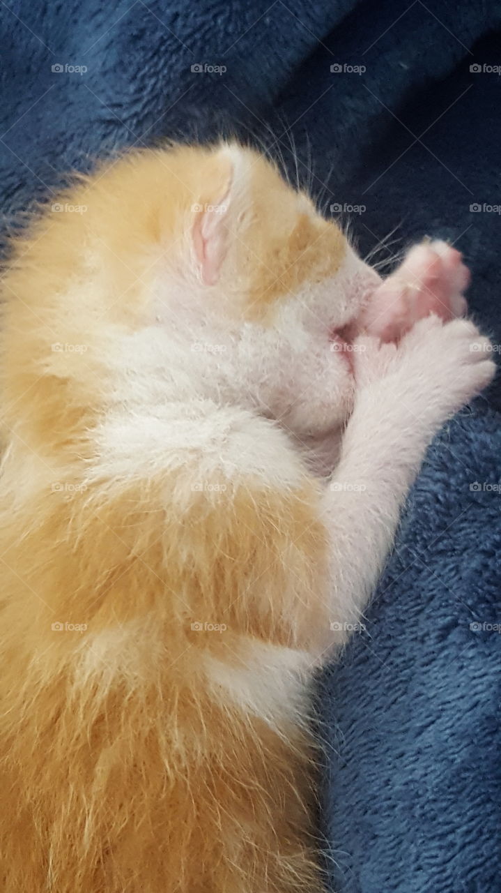 thumb sucking kitten