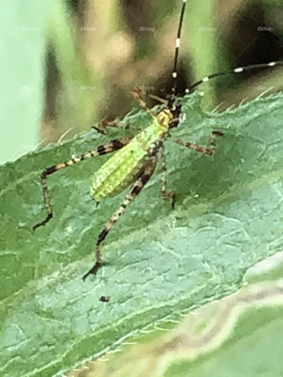 Green bug , green leaf