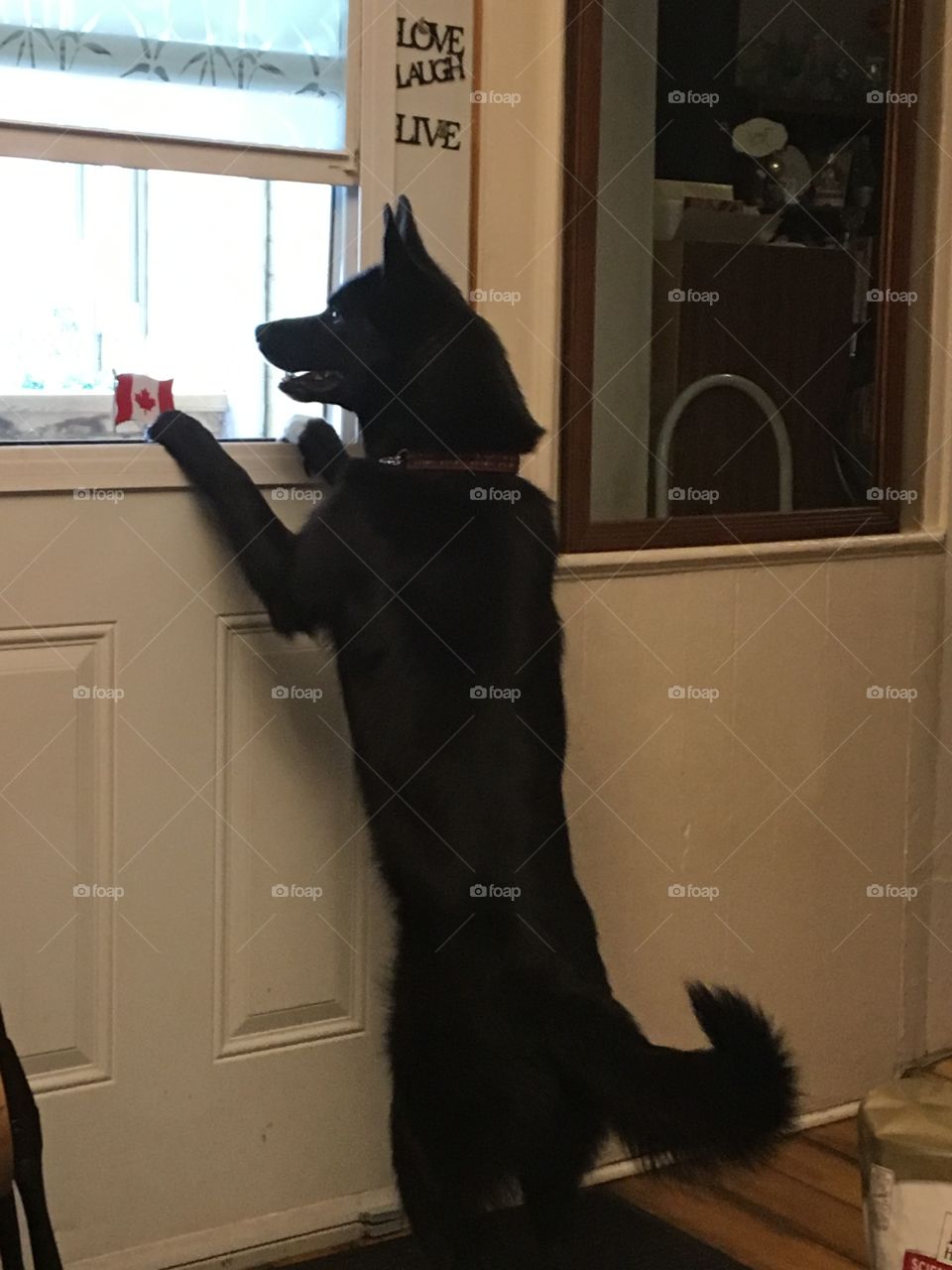 Black dog standing to look out 