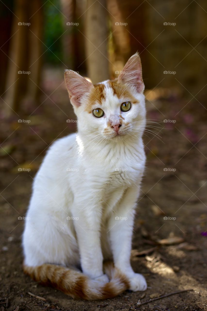 small and cute cat