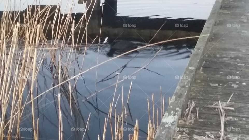 coot swims to the reeds