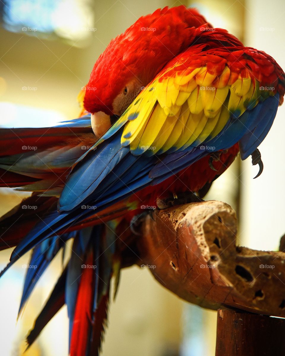 a parrot in Mexico. these guys are everywhere