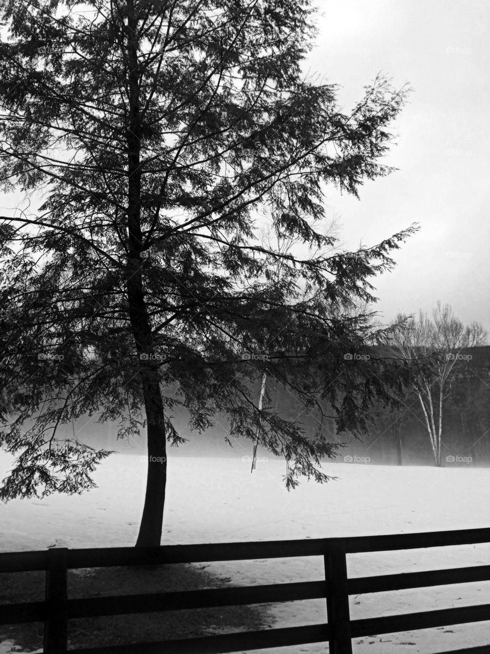 Tree in the snow. Black and white snowy field 