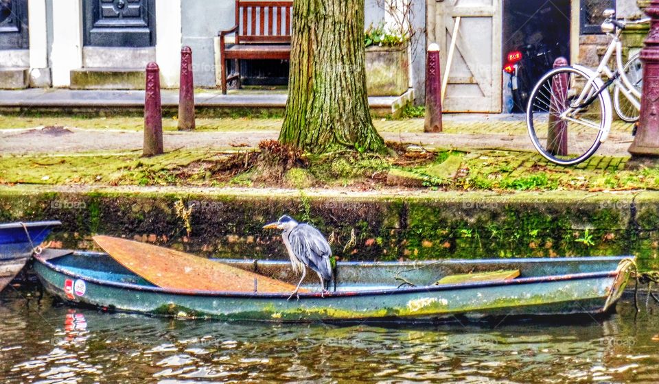 Captain Egret on Amsterdam canal