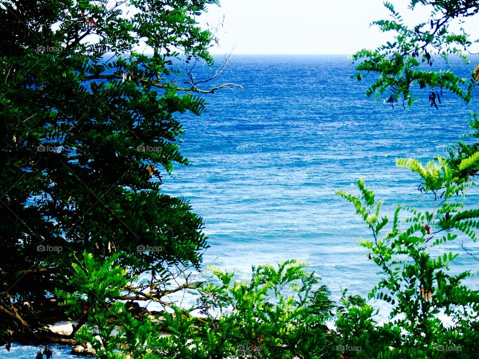 Sea Coast Through Trees