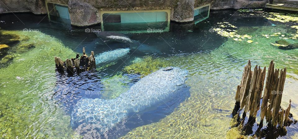 manatee at Tampa zoo