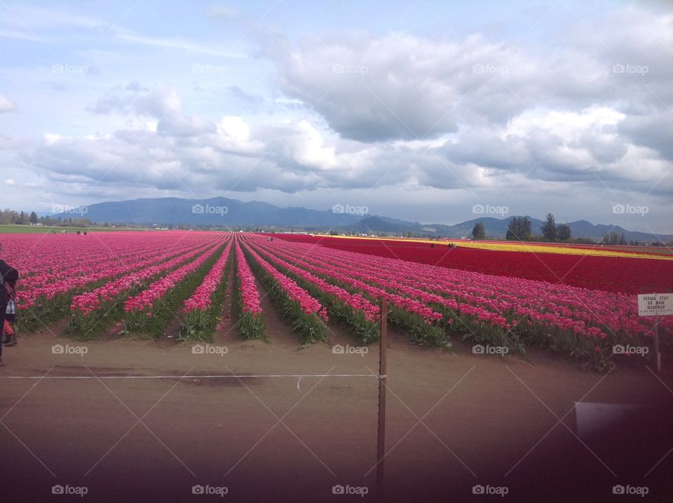 Tulip fields. Tulip fields of Mt. Vernon 2015