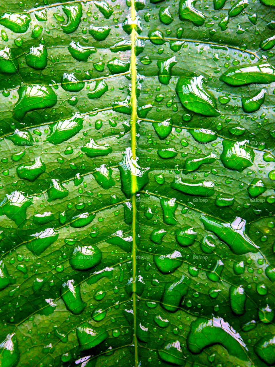 green leaf wet with water beads