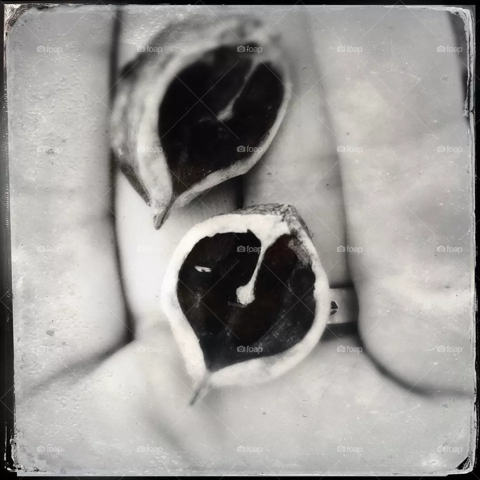 Seeds