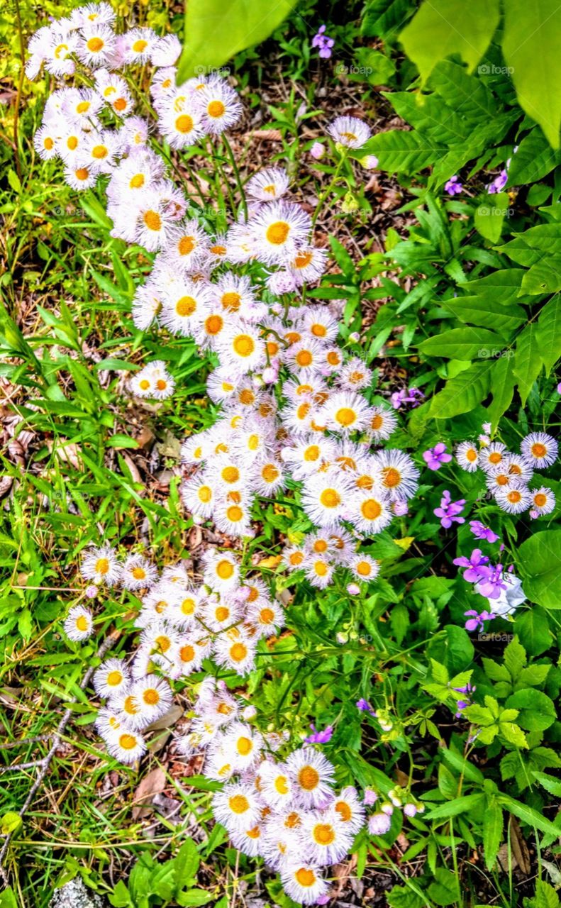 Beautiful wildflowers on the grass in spring.